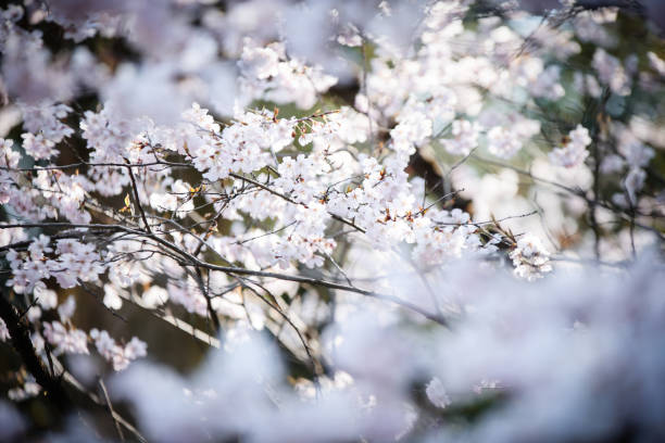 istock SAKURA Japanese flower 675635102