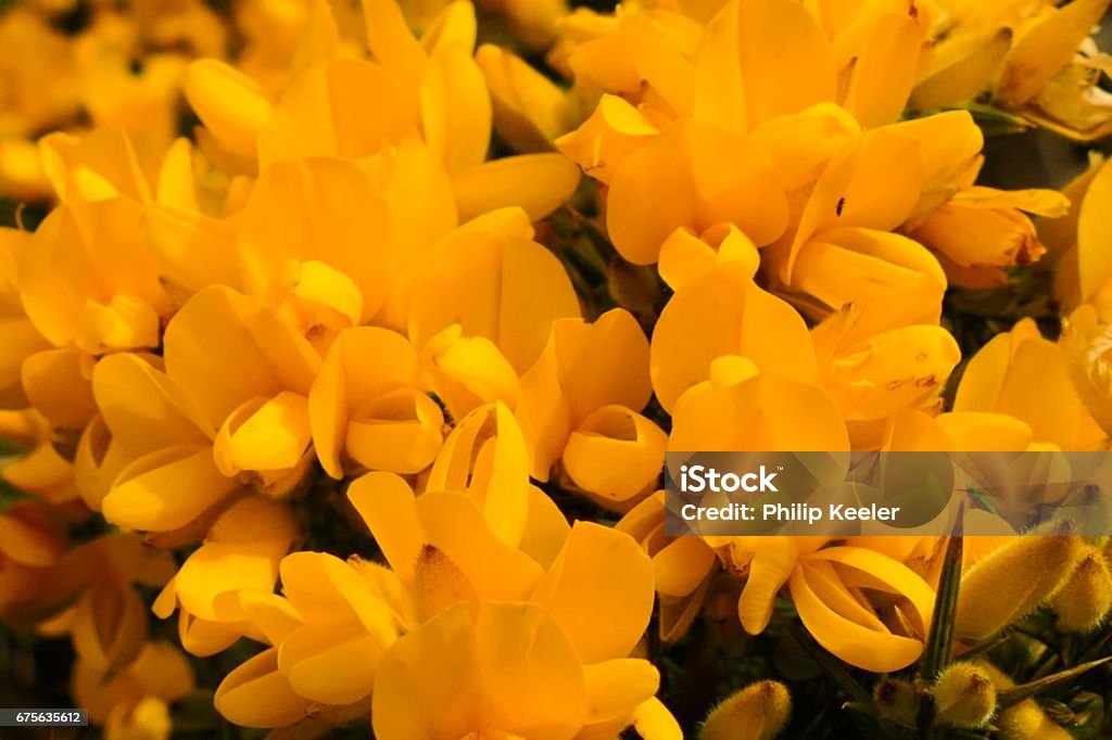 Gorse Bush amarelo - Foto de stock de Amarelo royalty-free
