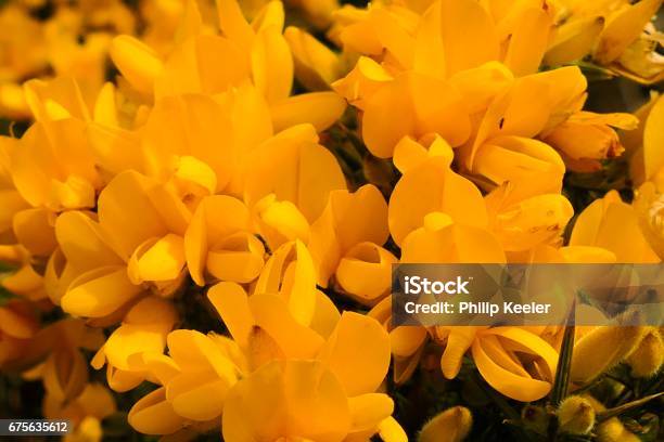 Foto de Gorse Bush Amarelo e mais fotos de stock de Amarelo - Amarelo, Arbusto, Floresta