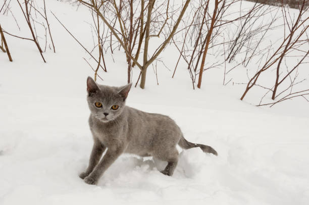 gato británico de pelo corto es la caza en la pradera de invierno con la nieve blanca - moored fotografías e imágenes de stock