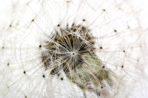 istock Seeds of mature dandelion 675641174