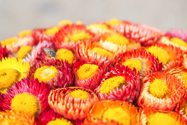 istock Abstract and closeup of straw flowers pattern. 675641328