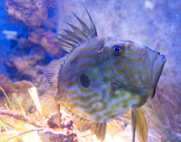 istock view of a marine fish 675646938