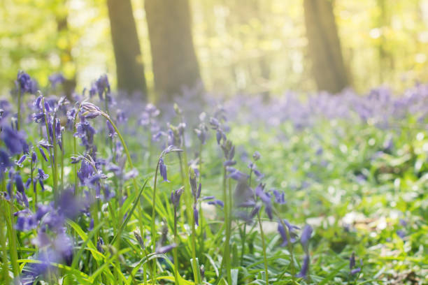 istock Bluebells in the woods in England 675649950