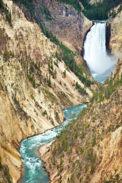 Yellowstone Falls in Grand Canyon of Yellowstone National Park The scenic view of the Yellowstone Falls in the Grand Canyon of Yellowstone in Yellowstone National Park in Wyoming, USA. grand canyon of yellowstone river stock pictures, royalty-free photos & images