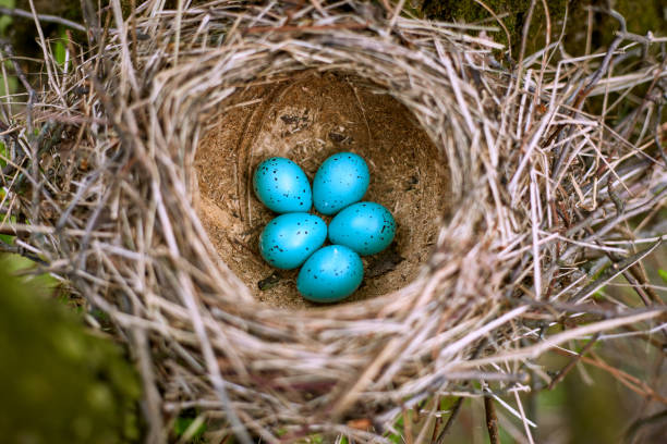 istock Nest of a bird with five eggs in the wild. 675659056