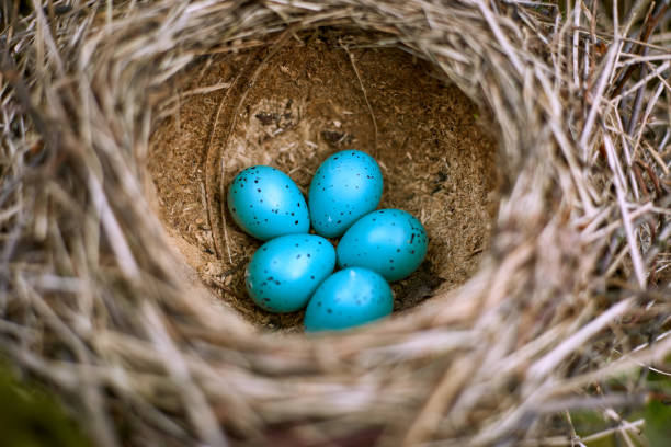 istock Nest of a bird with five eggs in the wild. 675659072