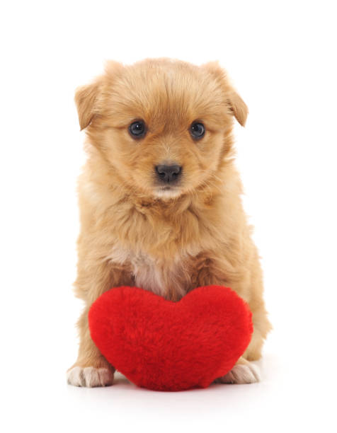 istock Puppy with toy heart. 675661260