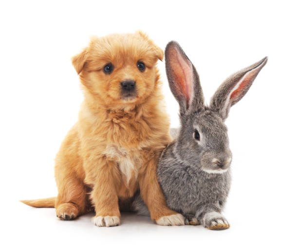istock Little dog and rabbit. 675661270