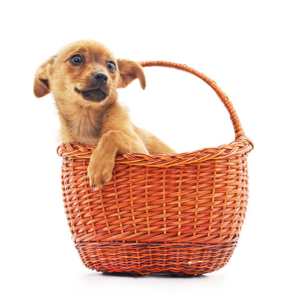 istock Brown puppy in a basket. 675661324
