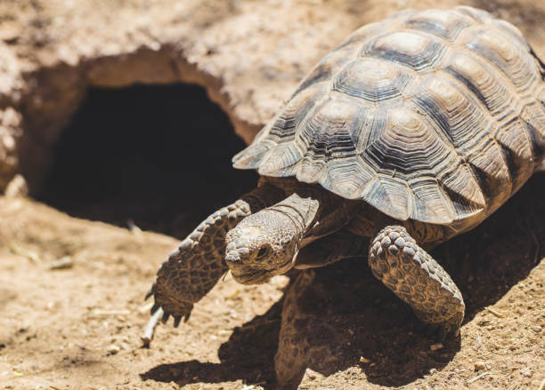 testuggine del deserto - desert tortoise foto e immagini stock