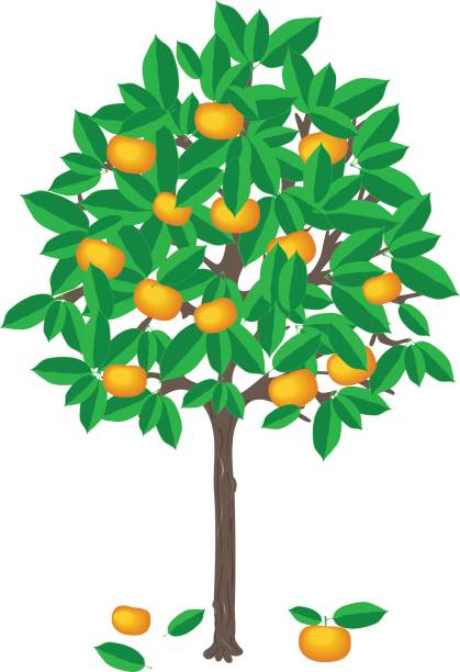 Tangerine Tree Vector Art Icons And Graphics For Free Download Tangerine Tree Vector Art Icons And Graphics For Free Download