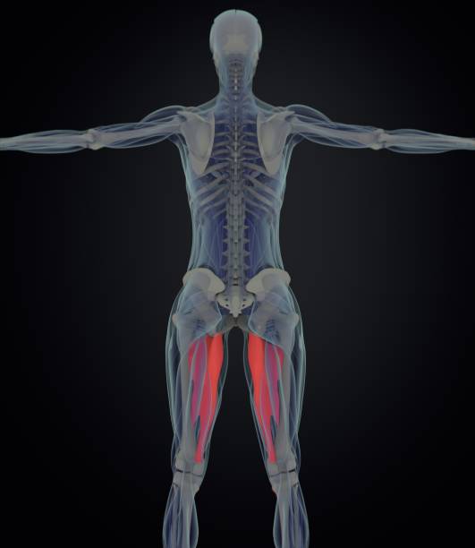 adutor magno. anatomia músculo feminino. músculos da perna. ilustração 3d - adductor magnus - fotografias e filmes do acervo