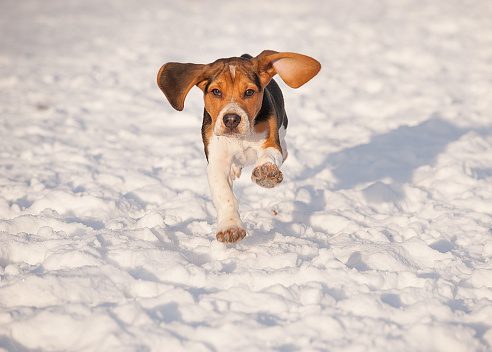 Beagle puppy dog running in winter snow