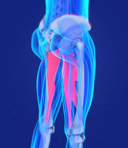 аддуктор магнус. анатомия мышц у женщин. мышцы ног. 3d иллюстрация - adductor magnus стоковые фото и изображения