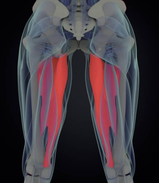 magnus del aductor. anatomía del músculo femenino. músculos de la pierna. ilustración 3d - aductor grande fotografías e imágenes de stock