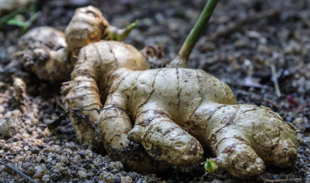 istock Cultivated ginger on a agriculture farm. 675674722