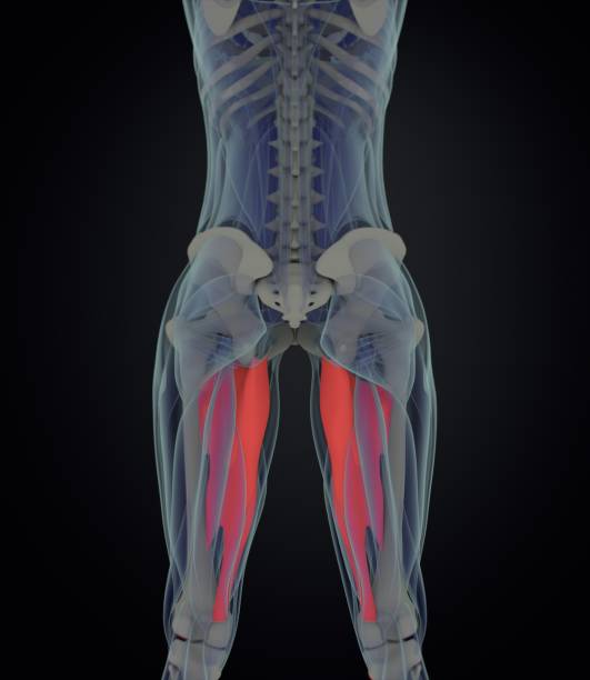 magnus del aductor. anatomía del músculo femenino. músculos de la pierna. ilustración 3d - aductor grande fotografías e imágenes de stock