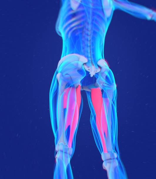 аддуктор магнус. анатомия мышц у женщин. мышцы ног. 3d иллюстрация - adductor magnus стоковые фото и изображения