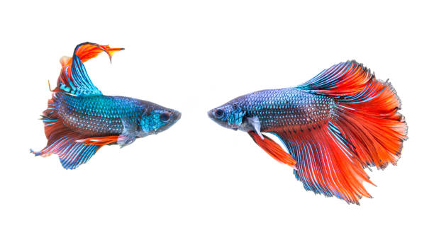 siamese fighting fish, Betta fish fighting of two fish isolated on white background. siamese fighting fish, Betta fish siamese fighting fish stock pictures, royalty-free photos & images