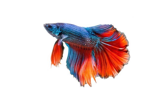 peixe betta, peixe-lutador-siamês - siamese fighting fish aquarium fish isolated - fotografias e filmes do acervo