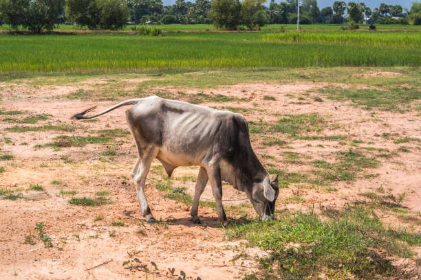 istock Cow in Cambodia 675677618