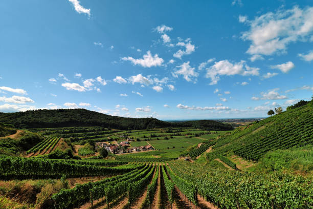 istock Beautiful Vineyards in the Kaiserstuhl, Germany 675680174