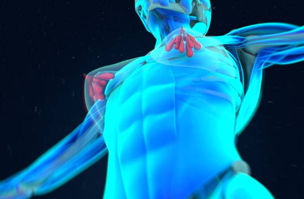 istock Mammary glands, lobes, breast milk. 3d illustration 675681410