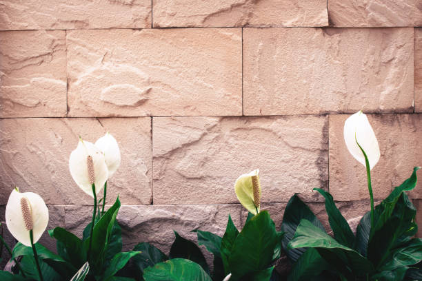 istock Old brick wall background texture decorative with white flower on vintage tone 675682424