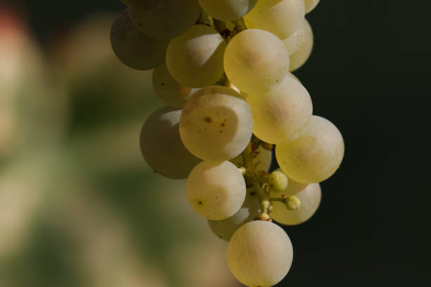 istock Grapes in Vineyard, Autumn, Suedbaden, Germany 675685572