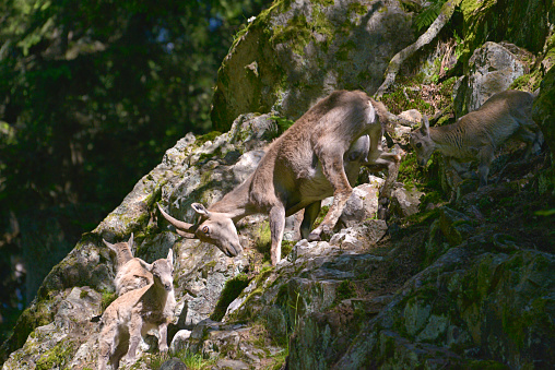 Mule deer on Vancouver Island, British Columbia