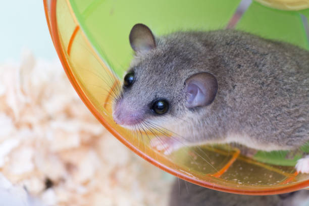 istock African Pygmy Dormouse on running wheel 675688220
