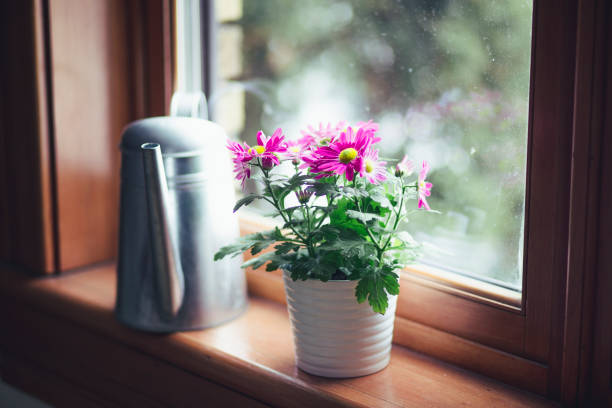 istock flowers and a watering can by a window 675688250