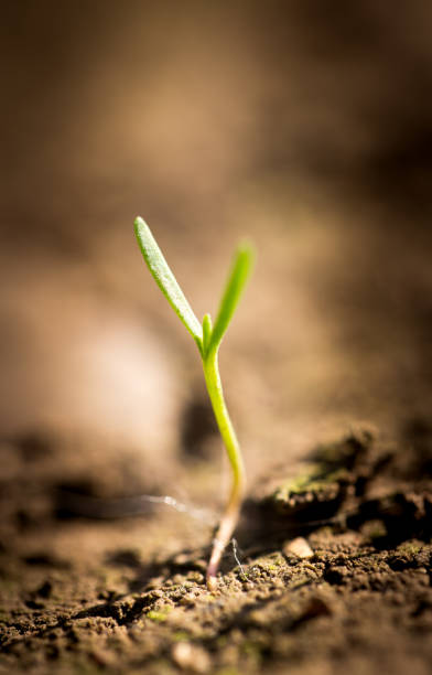 istock Small plants on the ground in spring 675688688