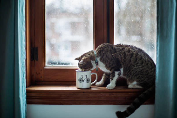 A tabby cat drinking in a  mug  on it by a window