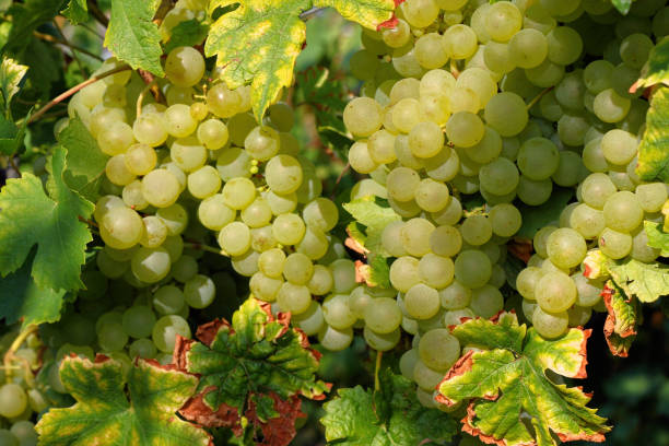 istock Grapes in Vineyard, Autumn, Suedbaden, Germany 675688816