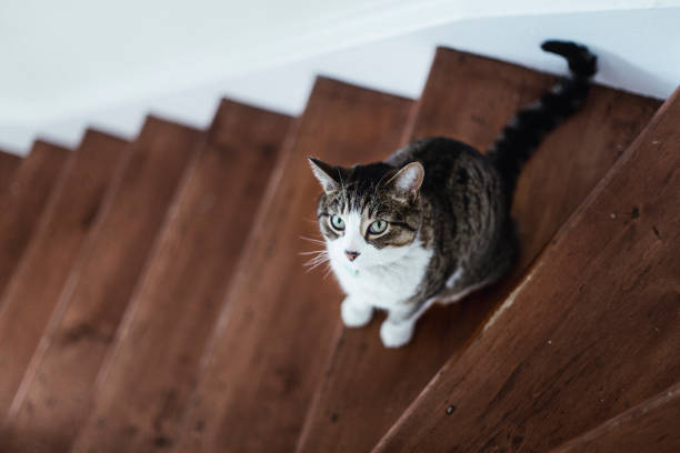 istock A tabby cat sitting on stairs and looking up 675691184