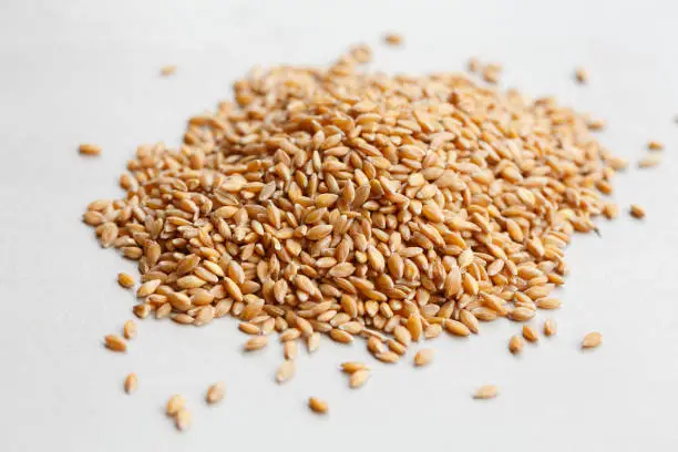 Triticum monococcum, an ancient grain