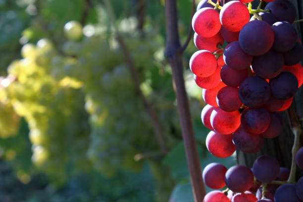 istock Grapes in Vineyard, Autumn, Suedbaden, Germany 675691848