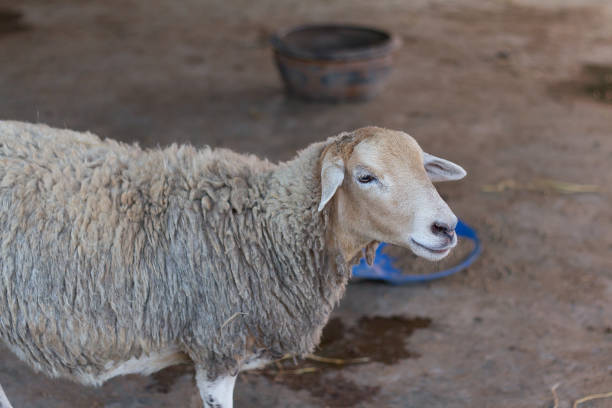 istock Sheep in the outdoor farm 675692056