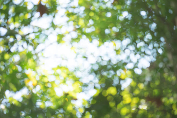 istock Vintage style abstract light green spring blur bokeh background. 675694368