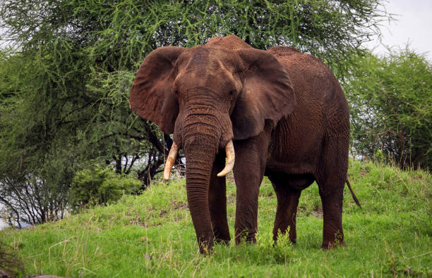 istock African elephant in Savannah 675695206