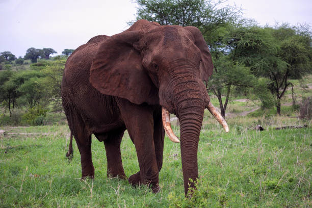 istock African elephant in Savannah 675695216