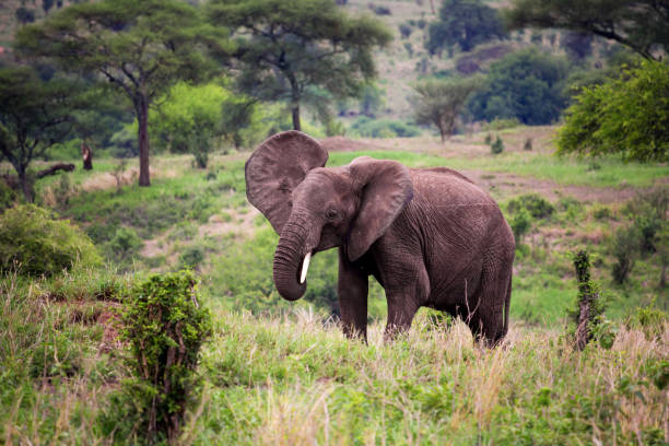 istock African elephant in Savannah 675695218