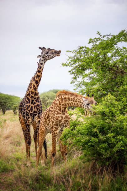 Two Giraffes In Tarangire National Park Tanzania Stock Photo - Download  Image Now - Africa, Animal, Animal Body Part - iStock