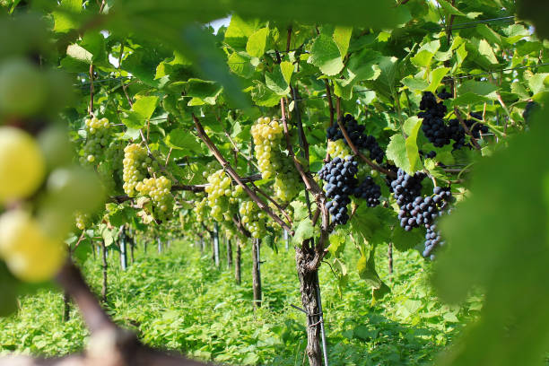istock Grapes in Vineyard, Autumn, Suedbaden, Germany 675697708