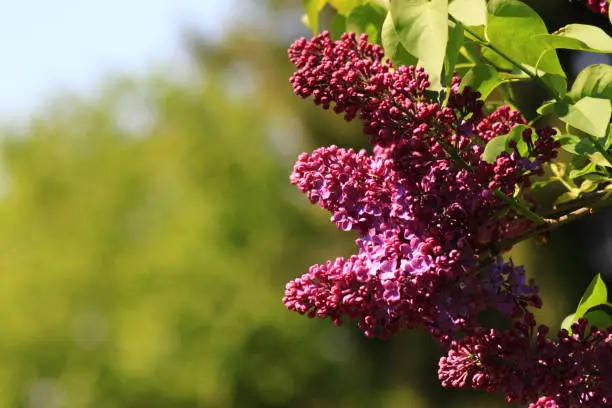 A pink lilac/flower with green leaves and blurred tree in background