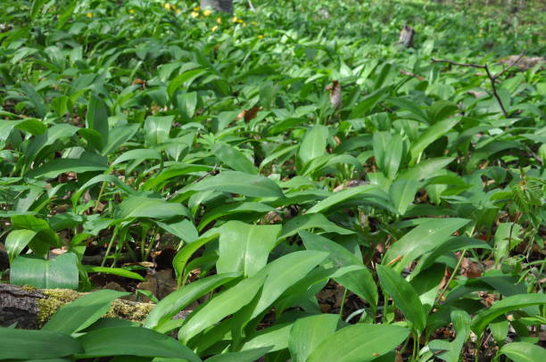 istock Wild garlic ramson or bear garlic growing in forest in spring 675701664