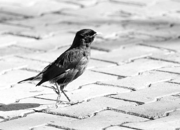 istock Starling on the road 675703292