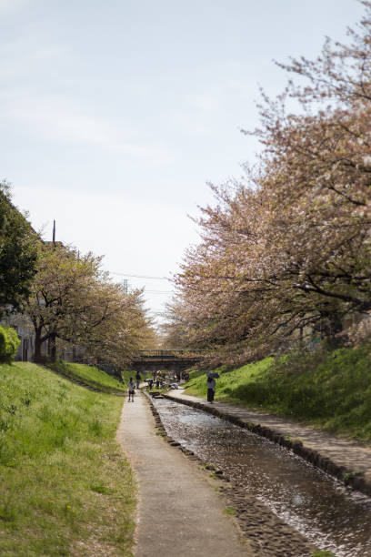 istock a row of cherry trees 675704414